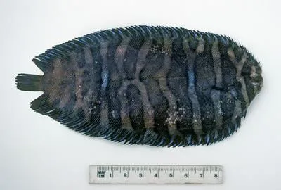 Small-head sole (Soleichthys microcephalus)