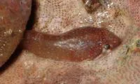 Small-headed clingfish (Apletodon dentatus)