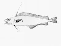 Small-headed cod (Lepidion microcephalus)