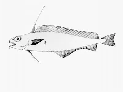 Small-headed cod (Lepidion microcephalus)