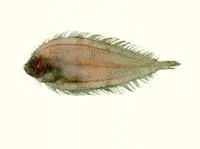 Small headed flounder (Laeops parviceps)