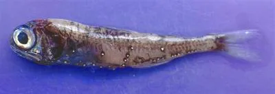 Small lantern fish (Diaphus holti)