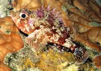 Small red scorpionfish (Scorpaena notata)