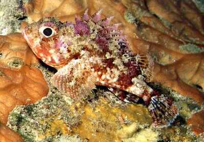 Small red scorpionfish (Scorpaena notata)