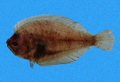 Small sandab (Citharichthys platophrys)