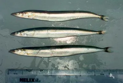 Small sandeel (Ammodytes tobianus)