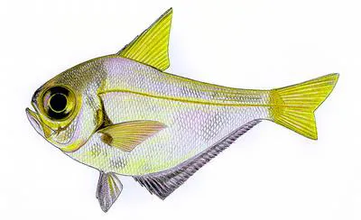Small-scale bullseye (Pempheris compressa)