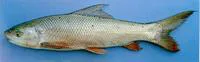 Small scale mud carp (Cirrhinus microlepis)