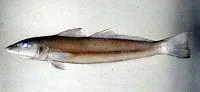 Small-scale sillago (Sillago parvisquamis)