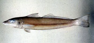 Small-scale sillago (Sillago parvisquamis)