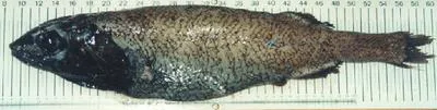 Small scaled brown slickhead (Alepocephalus australis)