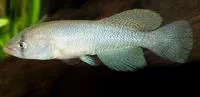 Small scaled nothobranch (Nothobranchius microlepis)
