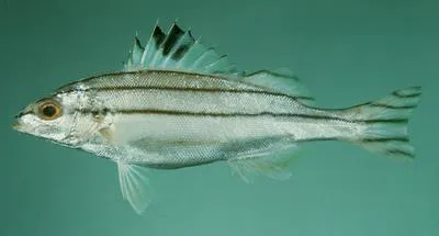 Small-scaled terapon (Terapon puta)