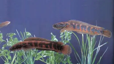 Small snakehead (Channa asiatica)