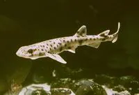 Small-spotted catshark (Scyliorhinus canicula)