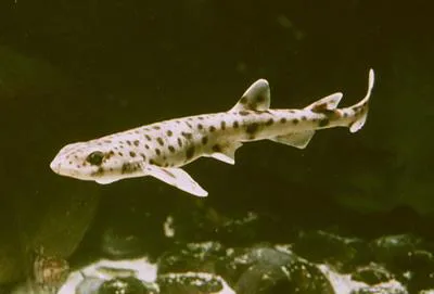Small-spotted catshark (Scyliorhinus canicula)