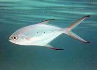 Small spotted dart (Trachinotus baillonii)