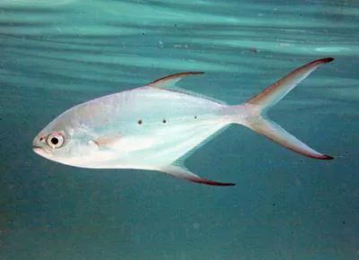Small spotted dart (Trachinotus baillonii)