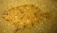 Small-toothed flounder (Pseudorhombus jenynsii)
