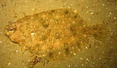 Small-toothed flounder (Pseudorhombus jenynsii)