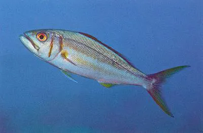 Small toothed jobfish (Aphareus furca)