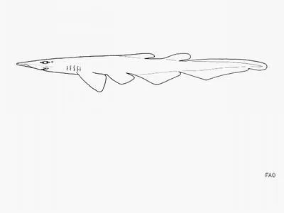 Smallbelly catshark (Apristurus indicus)