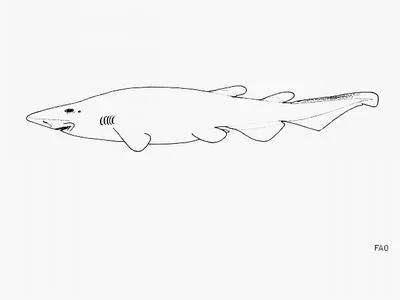 Smalleye catshark (Apristurus microps)