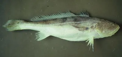 Smalleye croaker (Nebris microps)