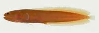 Smalleye cusk (Didymothallus mizolepis)