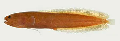 Smalleye cusk (Didymothallus mizolepis)