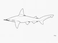 Smalleye hammerhead (Sphyrna tudes)