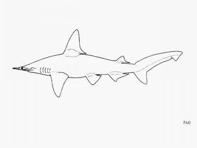 Smalleye hammerhead (Sphyrna tudes)