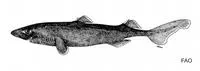 Smalleye lantern shark (Etmopterus litvinovi)