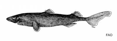 Smalleye lantern shark (Etmopterus litvinovi)