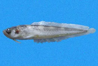 Smalleye midshipman (Porichthys oculellus)