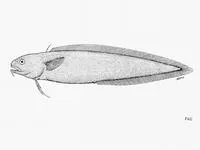 Smalleye moray cod (Muraenolepis microps)