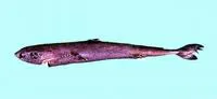 Smalleye pygmy shark (Squaliolus aliae)