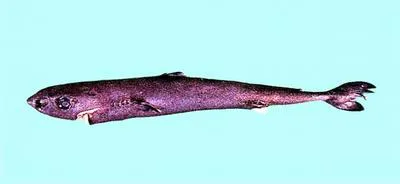 Smalleye pygmy shark (Squaliolus aliae)