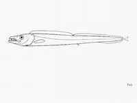 Smalleye scabbardfish (Aphanopus microphthalmus)