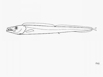 Smalleye scabbardfish (Aphanopus microphthalmus)
