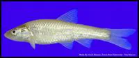 Smalleye shiner (Notropis buccula)