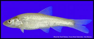 Smalleye shiner (Notropis buccula)