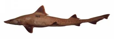 Smalleye smooth-hound (Mustelus higmani)