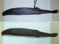 Smalleye squaretail (Tetragonurus cuvieri)