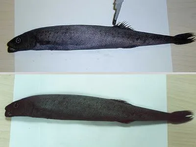 Smalleye squaretail (Tetragonurus cuvieri)
