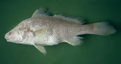 Smalleye stardrum (Stellifer microps)