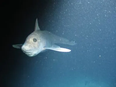 Smalleyed rabbitfish (Hydrolagus affinis)