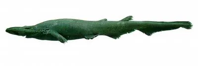 Smallfin catshark (Apristurus parvipinnis)