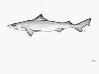 Smallfin gulper shark (Centrophorus moluccensis)