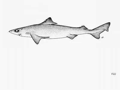 Smallfin gulper shark (Centrophorus moluccensis)